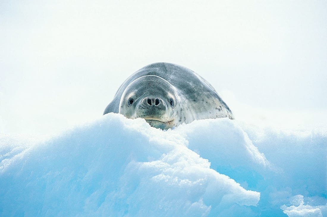 Seal-Snow-Mound A seal resting on a mound of snow smiling for a group of Antarctica Tourists on an Antarctica Luxury Cruise