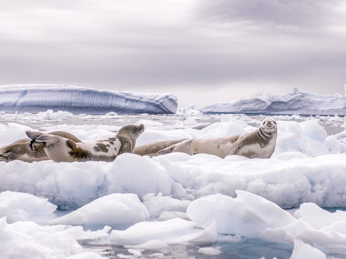 Antarctica-Cruise-Seals-Ice Herd of seals lying on a snowbank, spotted on a trip to Antarctica