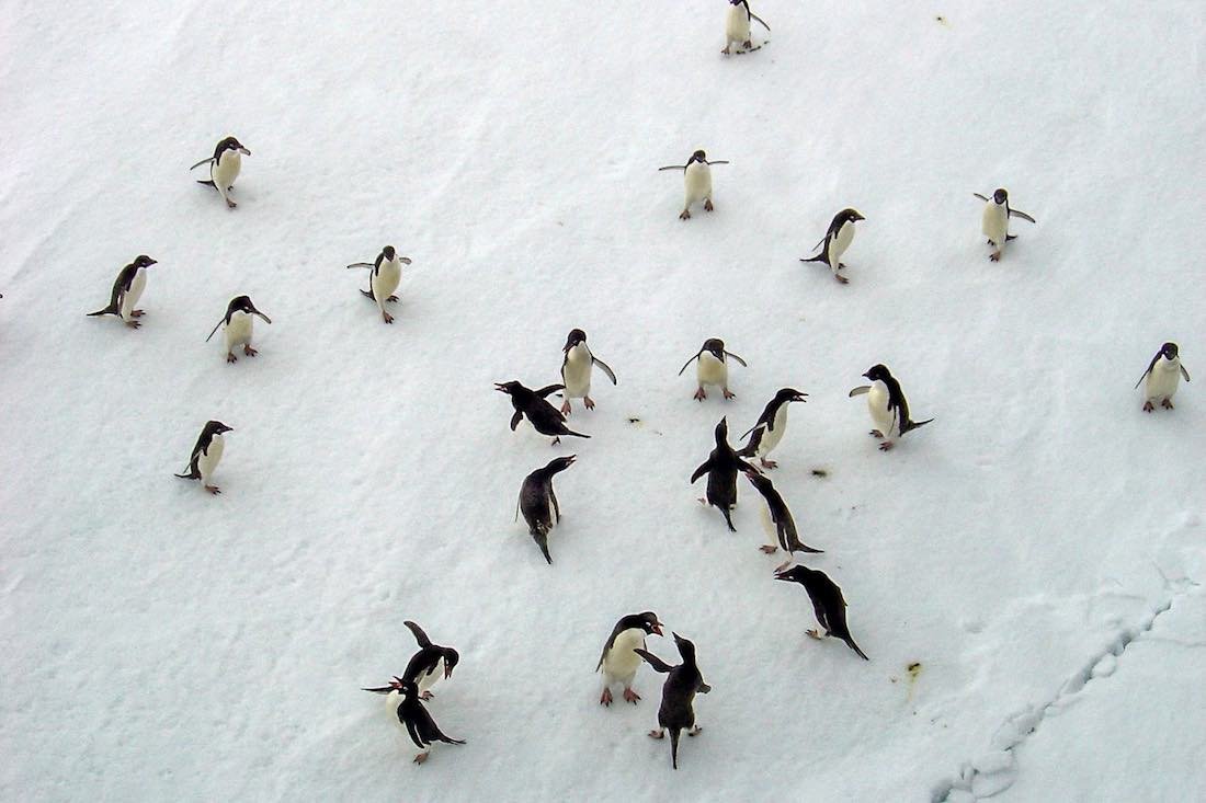 Adelie-penguins-Antarctica Adelie penguins playing on a snowy field