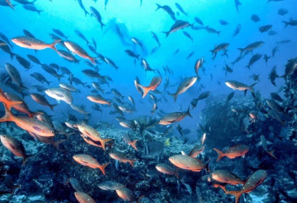 Galapagos Fish A School of Pacific Creole fish, photographed on a scuba expedition at a Galapapgos Island dive site, spotted during a Galapagos Luxury Yacht Cruise