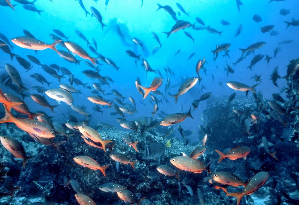 Galapagos Fish A School of Pacific Creole fish, photographed on a scuba expedition at a Galapapgos Island dive site, spotted during a Galapagos Luxury Yacht Cruise