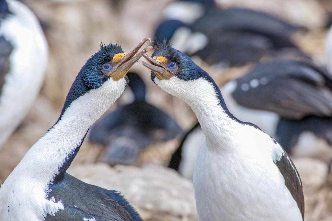 Landed-Travel-Private-Travel-Blue-Eyed-Cormorant-Falklands-Antarctica Landed-Travel-Private-Travel-Blue-Eyed-Cormorant-Falklands-Antarctica