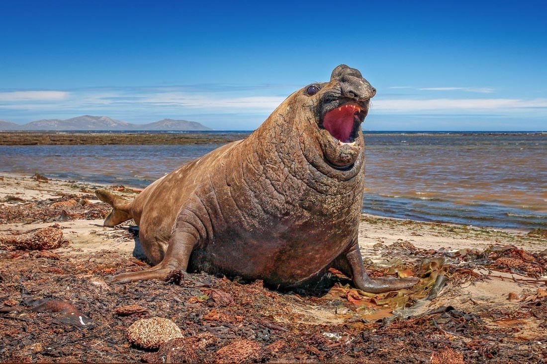 Landed-Travel-Private-Travel-Elephant-Seal-Male-Falklands-Antarctica Large brown elephant seal barking on shore of the Falkand Islands, photographed during an Antarctica Cruise Wildlife Expedition