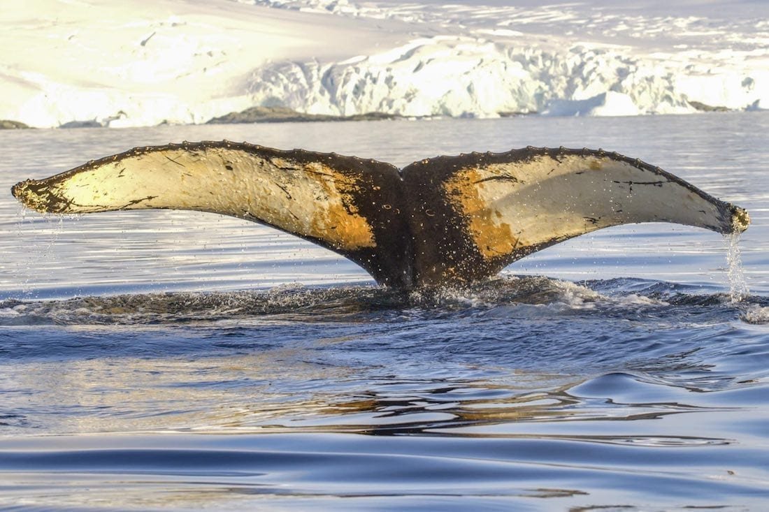 Landed-Travel-Private-Travel-Humpback-Fluke-Antarctica Whale tail in the Antarctic Ocean, photographed on a Family trip to Antarctica