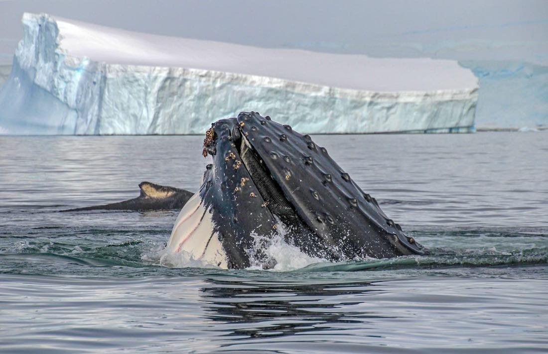 Landed-Travel-Private-Travel-Humpback-Mouth-Antarctica Humpback whale spotted in the Weddell Sea on an Antarctica Cruise