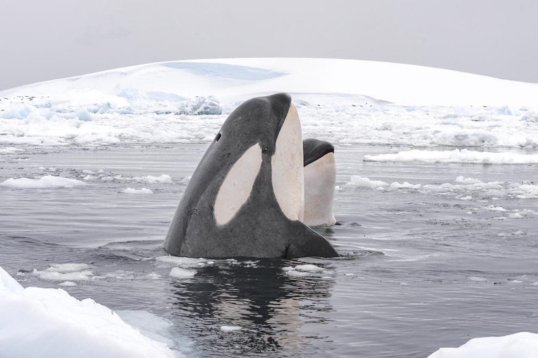 Orca-Antarctica-Landed-Travel-Private-Travel Two orcas in the Antarctic ocean spotted on a family trip to Antarctica