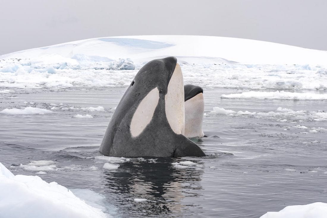 Orca-Antarctica-Landed-Travel-Private-Travel Antarctica-Luxury-Cruise-Orca