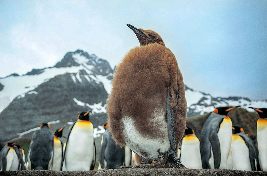 Animal-in-Antarctica-Large-Brown-Penguin Large brown penguin sitting in the middle of a huddle of Emperor penguins with mountains of Antarctica in background