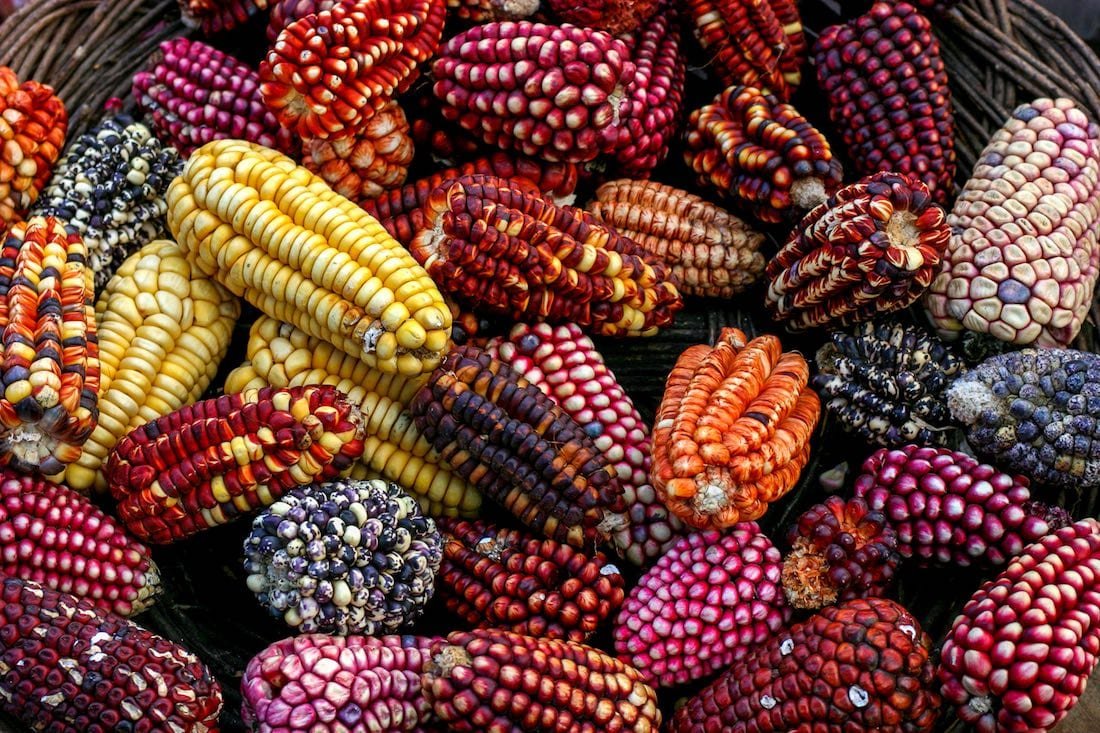 Peru-Custom-Private-Travel-Sacred-Valley-Corn Rainbow of corn cobbs at a market in