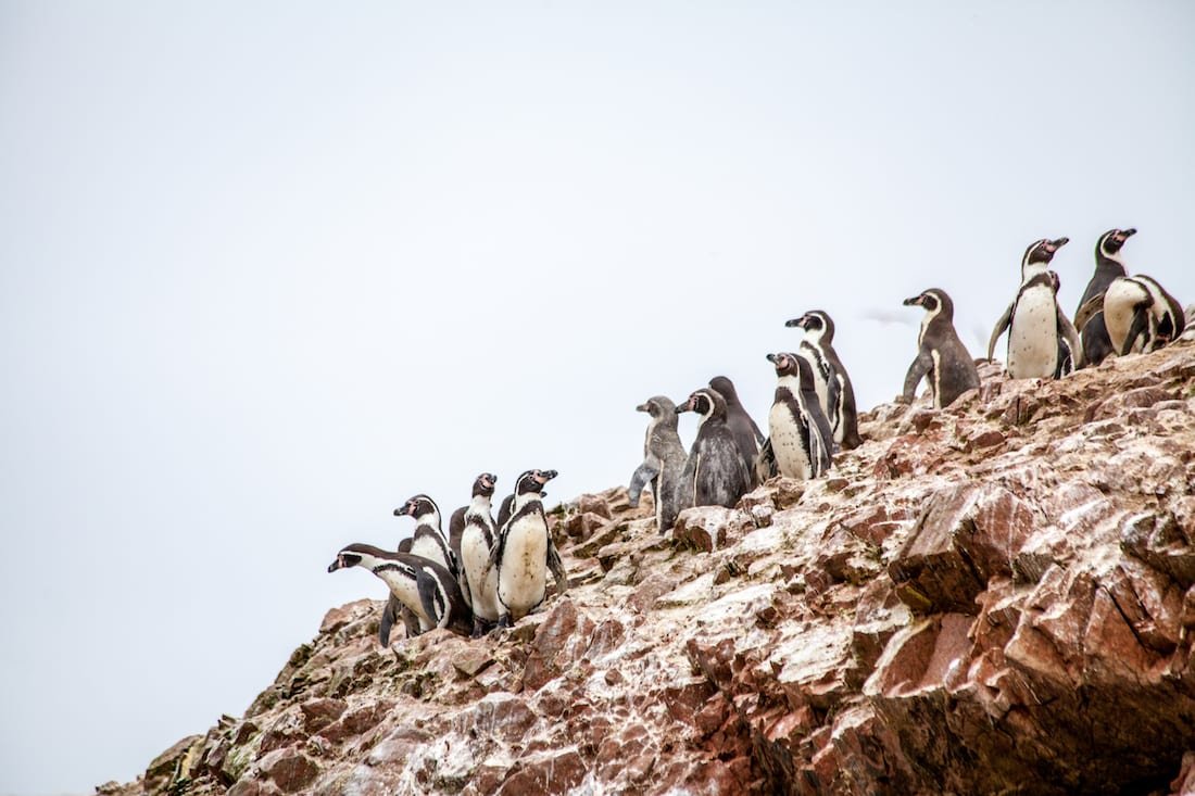 Peru-Private-Custom-Travel-Ballestas-Penguins-2 Huddle of Ballesta Penguins in Peru