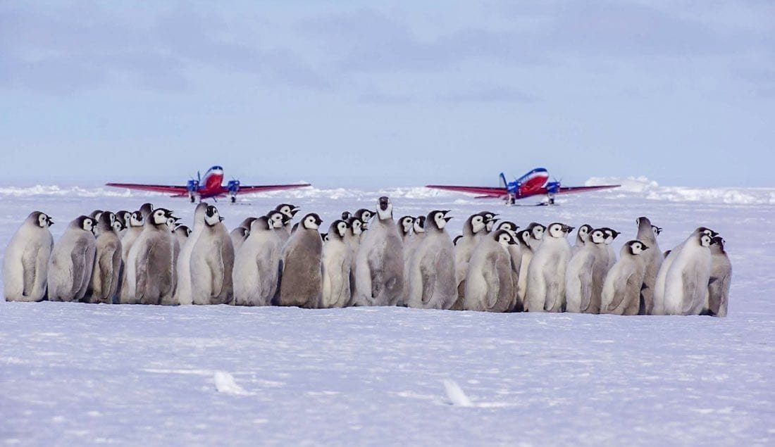 Private-Charter-Flight-Antarctica Two red and blue private charter planes in front of huddle of penguins at Antarctic hotel Whichaway camp by White Desert