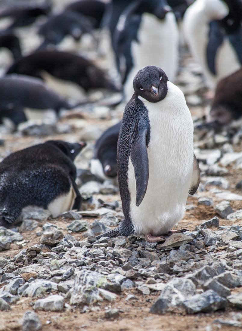 Private-Travel-Custom-Travel-Antarctica-Adele-5 Private-Travel-Custom-Travel-Antarctica-Adele-5