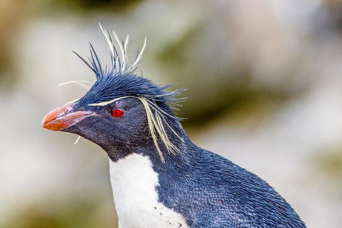 Trip-Antarctica-Rockhopper-Penguin Closeup of Black and White Rockhopper Penguin photographed on a trip to Antarctica as part of an Antarctic Cruise