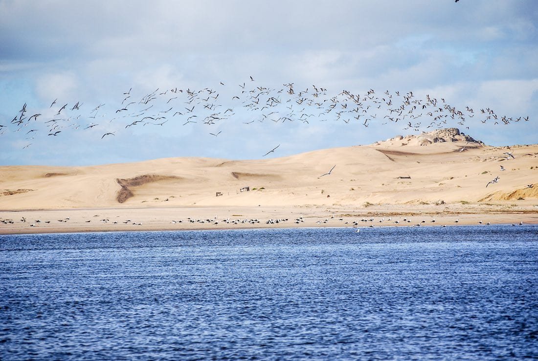 Uruguay-Travel-Birds-Shore-Private-Travel-Custom-Travel Flock of birds flying along East shore in Uruguay