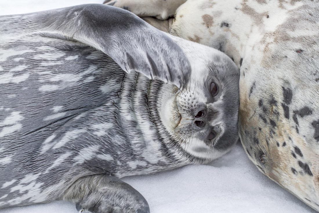 Weddell-Seal-Antarctica-Landed-Travel-Private-Travel (1) Weddell-Seal-Antarctica-Landed-Travel-Private-Travel (1)