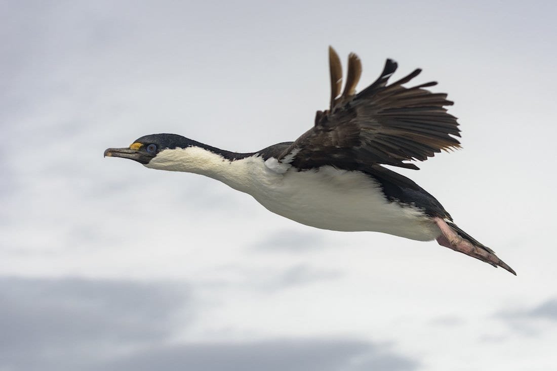 Antarctic-Animal-Bird-Overhead Beautiful black and white bird of Antarctica flying overhead