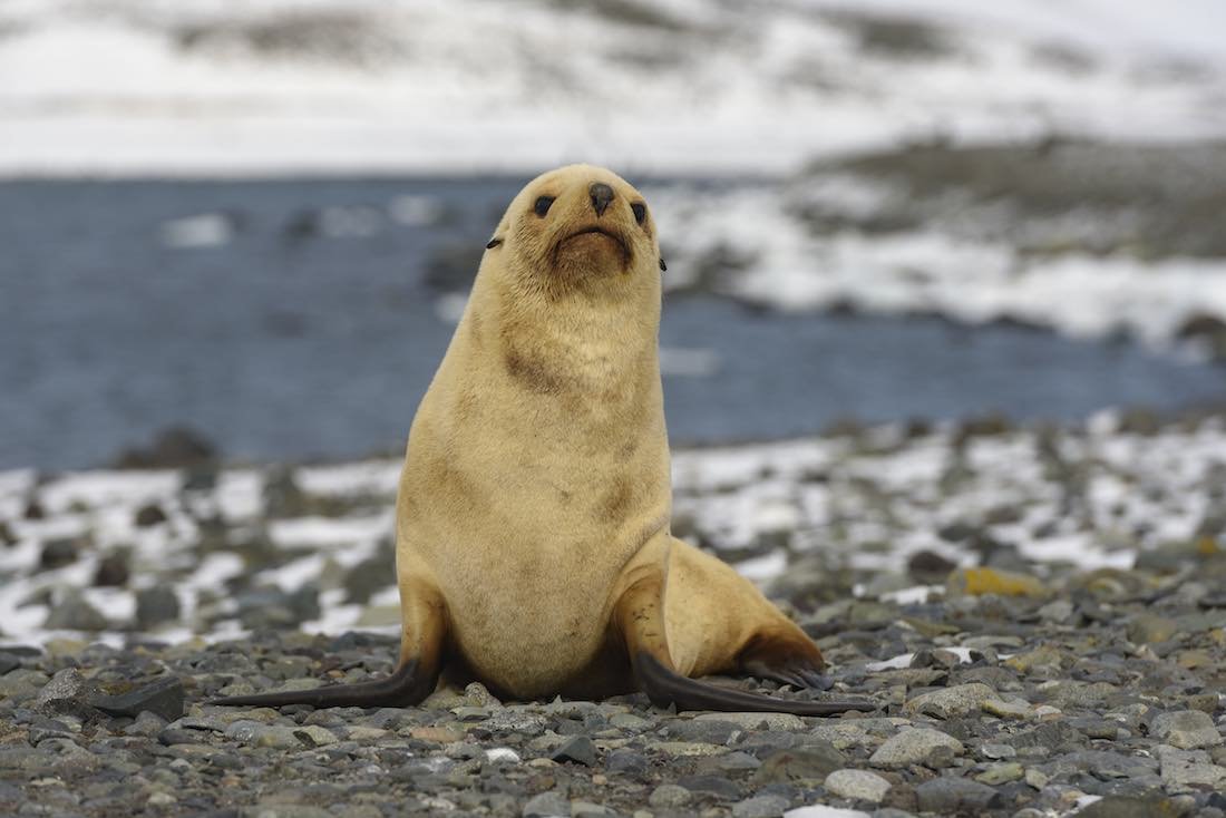 What Is The Most Common Animal In Antarctica