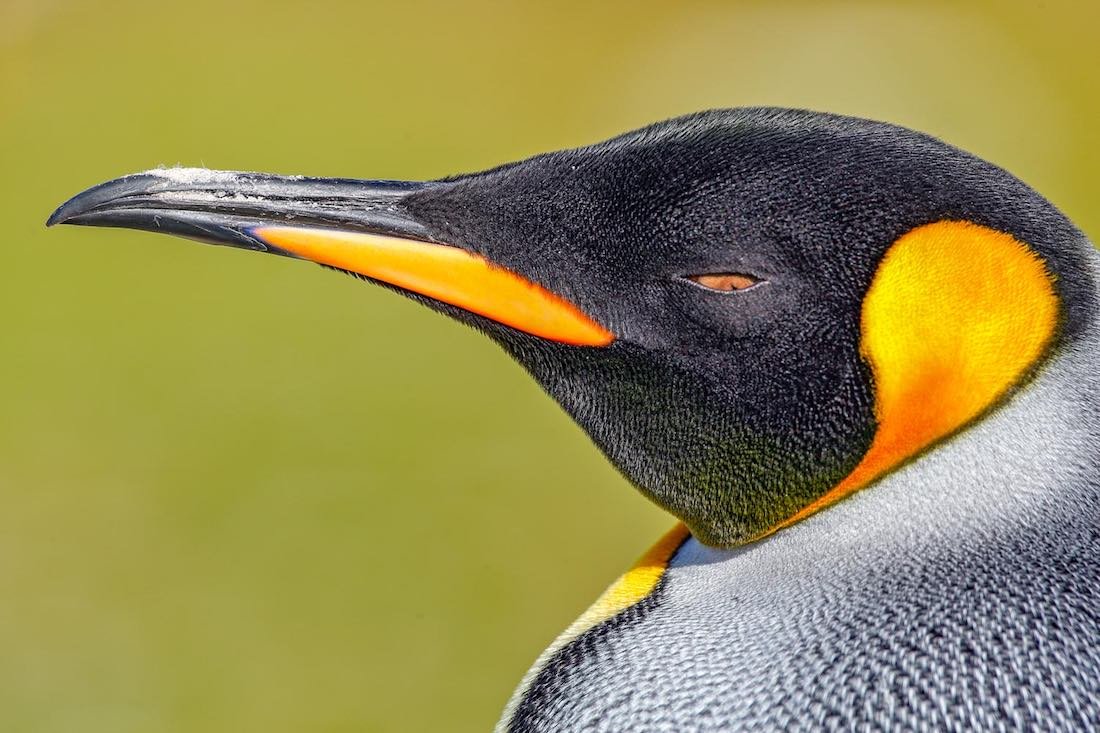 Antarcitc-Wildlife-King-Penguin-Falklands-Antarctica Closeup of a king penguin, showing black head with orange accents and gray chest