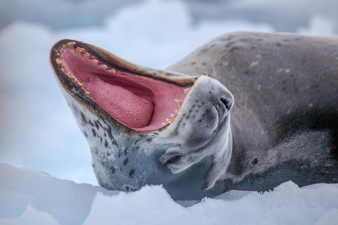 Antarctica-Animal-Leopard-Seal-Landed-Private-Travel Antarctica-Animal-Leopard-Seal-Landed-Private-Travel