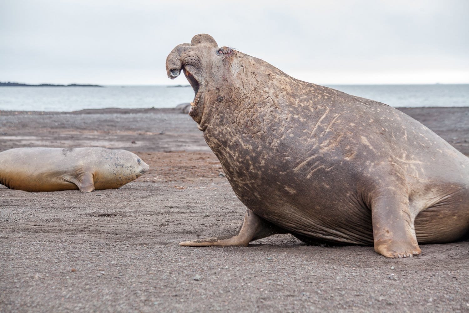 Antarctica-Custom-Travel-Design-Elephant-Seal-Bull Antarctica-Custom-Travel-Design-Elephant-Seal-Bull