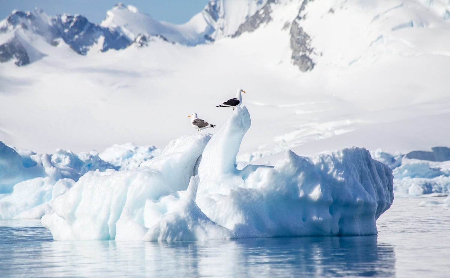 Antarctica-Custom-Travel-Design-Gulls-Iceberg Antarctica-Custom-Travel-Design-Gulls-Iceberg