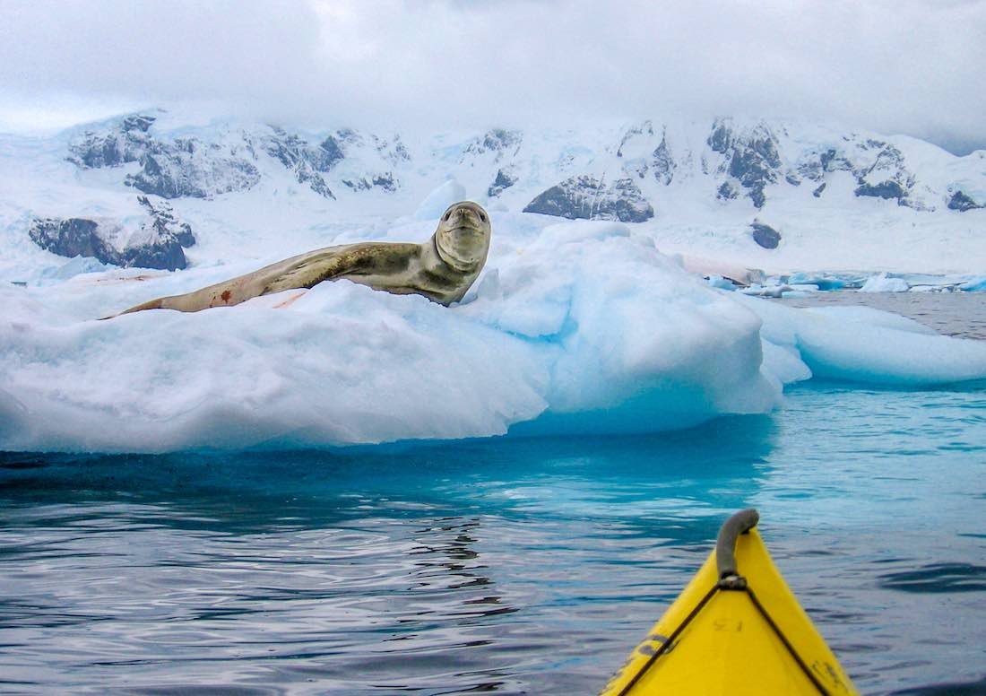 Antarctica-Polar-Latitudes-Seal-Watching-Wildlife Seal spotted on an Antarctic Wildlife kayak tour off the coast of Antarctica