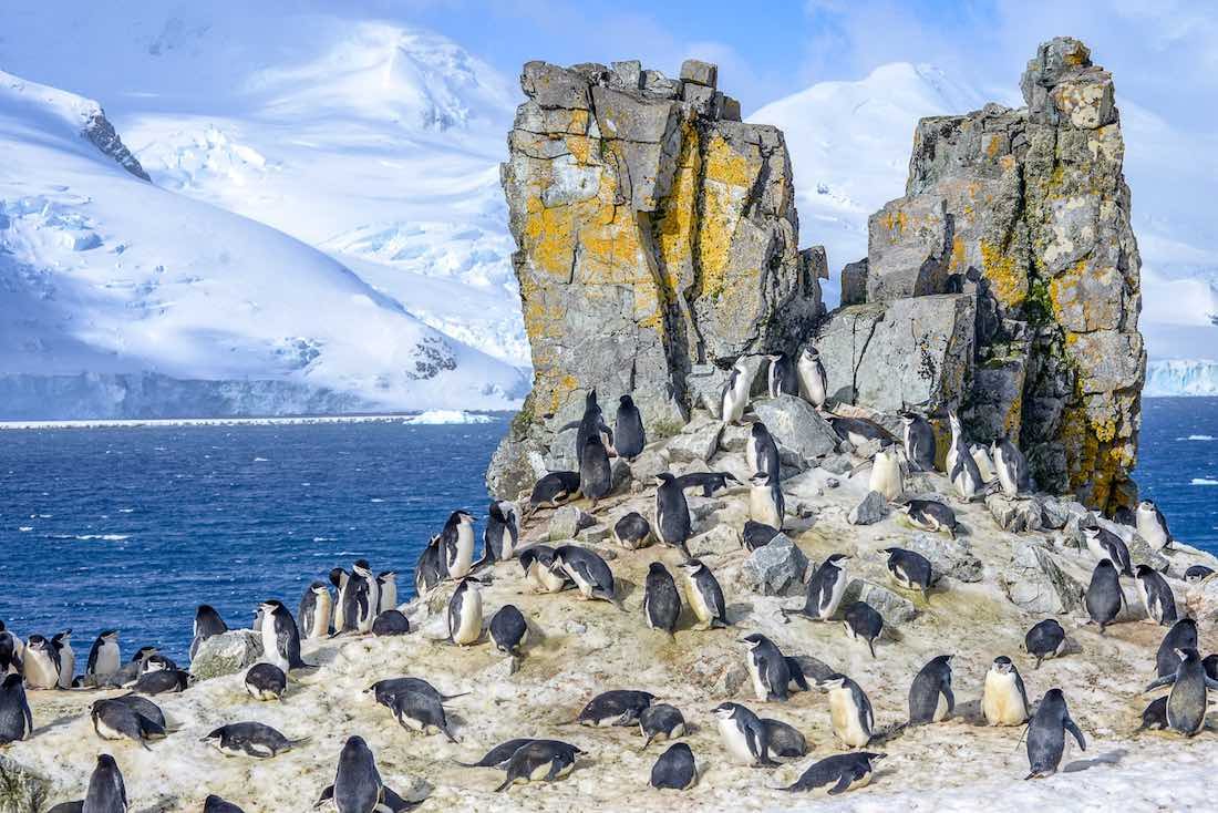 Antarctica-Private-Custom-Travel-Design-Cruise-Polar-Latitudes-12 Penguins on a rock in Antarctica, overlooking the snowy mountains of the Antarctic. Spotted on a tour of the Animals of Antarctica