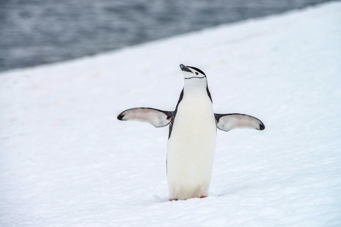 Chinstrap-Penguin-Animals-Antarctica Chinstrap-Penguin-Animals-Antarctica