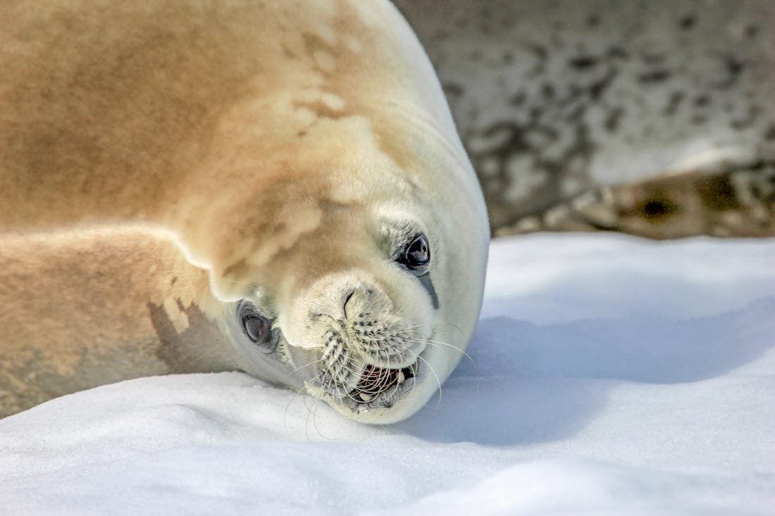 Crab-Eater-Seal-Antarctica Crab-Eater-Seal-Antarctica