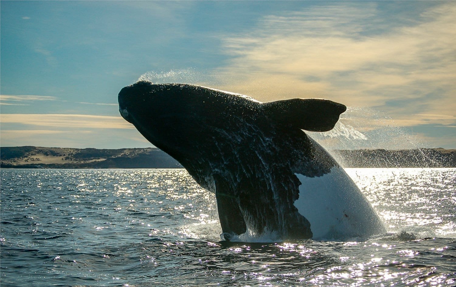 Custom-Travel-Peninsula-Valdes-Argentina-Right-Whale-Gold Custom-Travel-Peninsula-Valdes-Argentina-Right-Whale-Gold