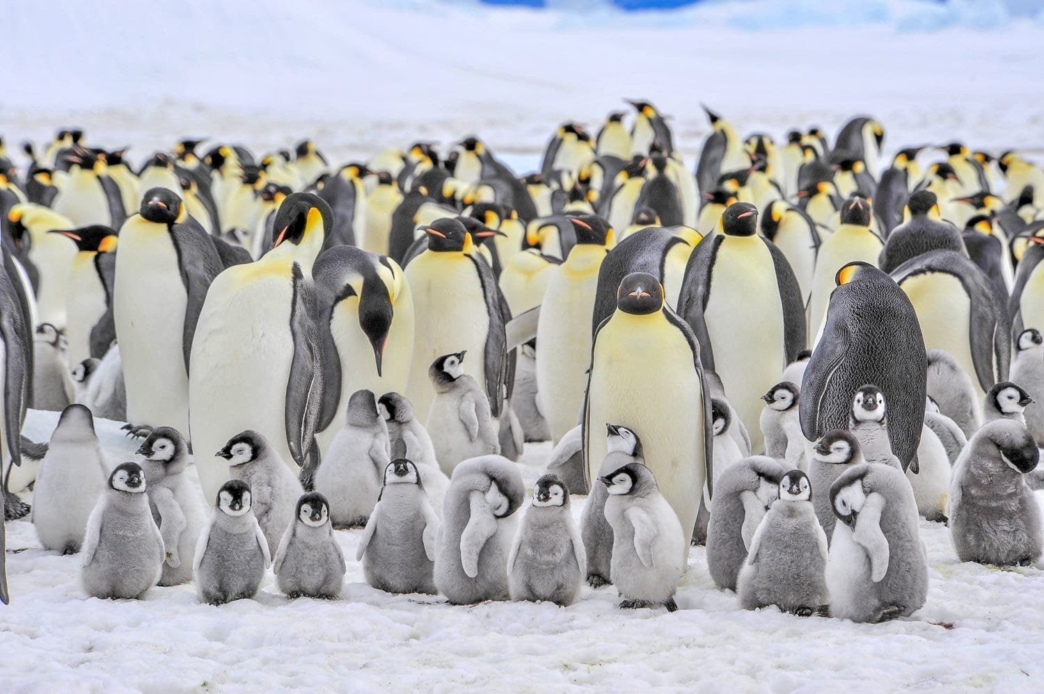 Custom-Travel-Vacation-Travel-Emperors-Antarctica Custom-Travel-Vacation-Travel-Emperors-Antarctica
