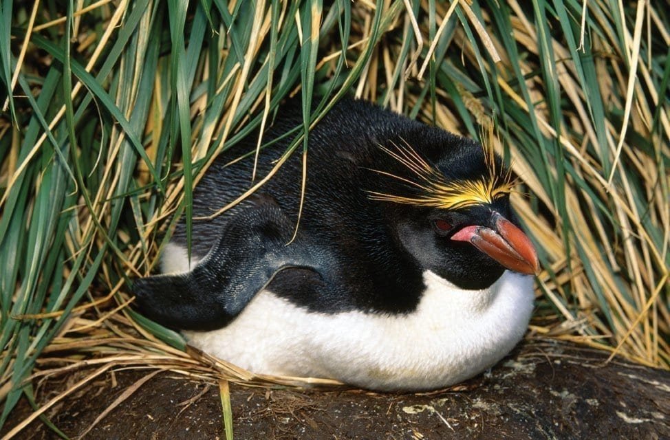 Macaroni Penguin – Antarctica Peninsula Macaroni Penguin – Antarctica Peninsula