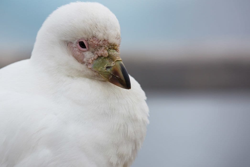 Snowy Sheetbill Snowy Sheetbill