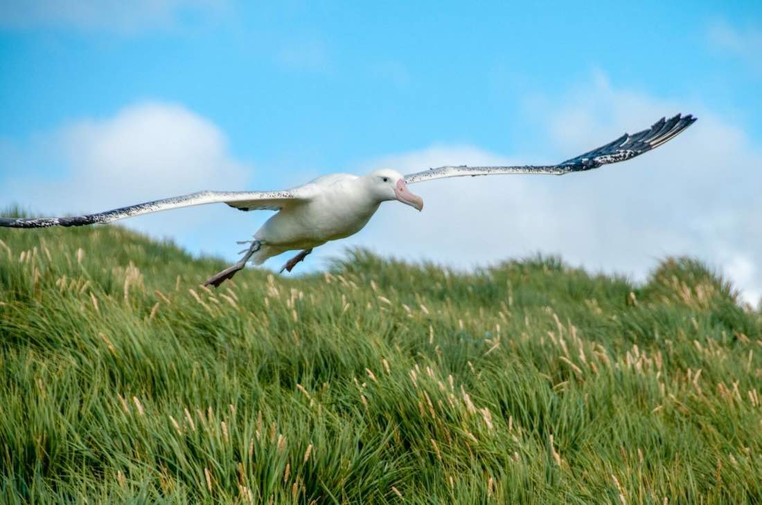 Falkland-Islands-Green-Field Albatross flying across green field in the Falkland Islands