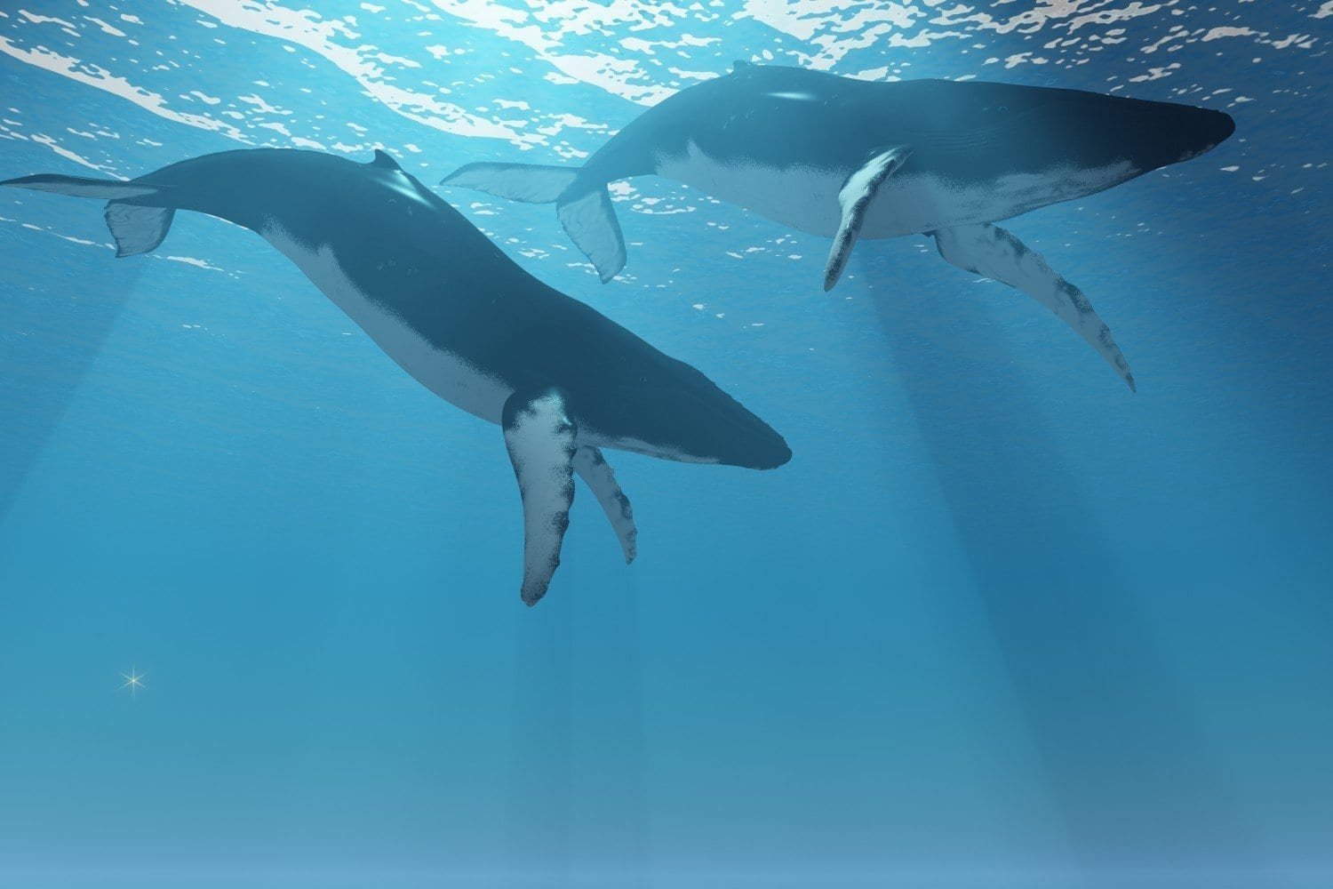 Humpbacks Humpbacks