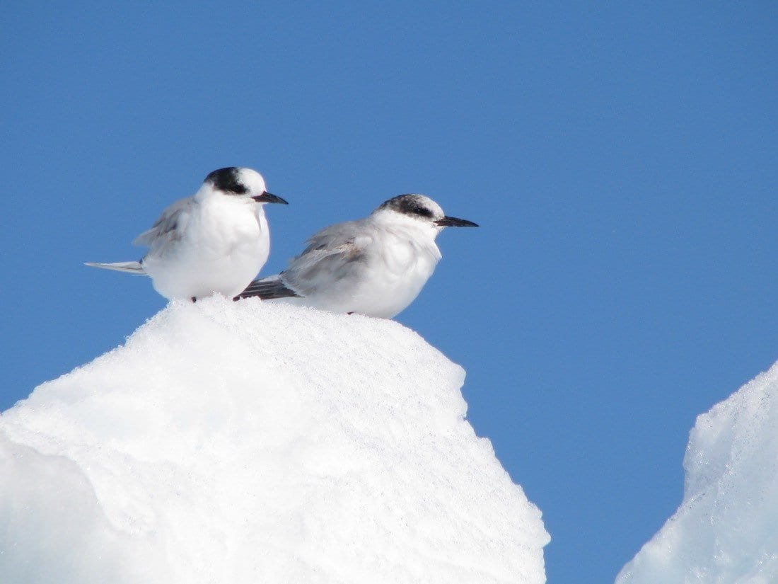 WendyMichel_Wan_Snow-Petrels Two white snow petrels perched on a snowbank in Antarctica