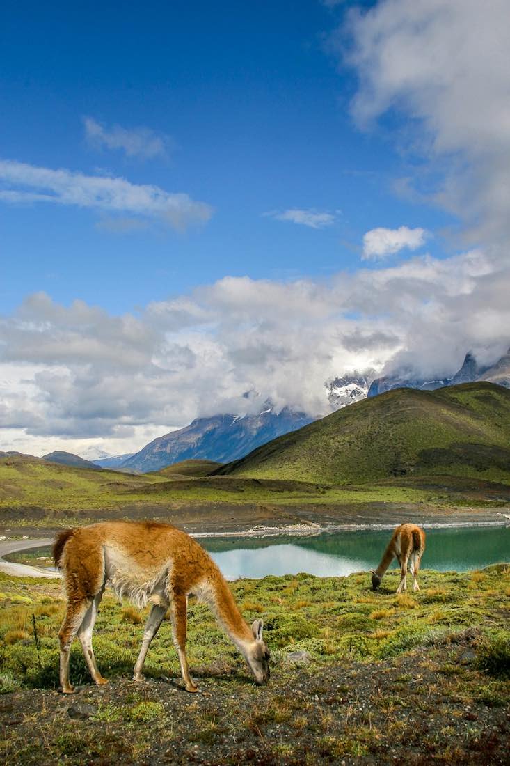 Explora-Patagonia-Gunacos-Torres-del-Paine Two guanacos grazing in a green field in front of a blue-green lake and the Torres del Paine Mountains of Patagonia