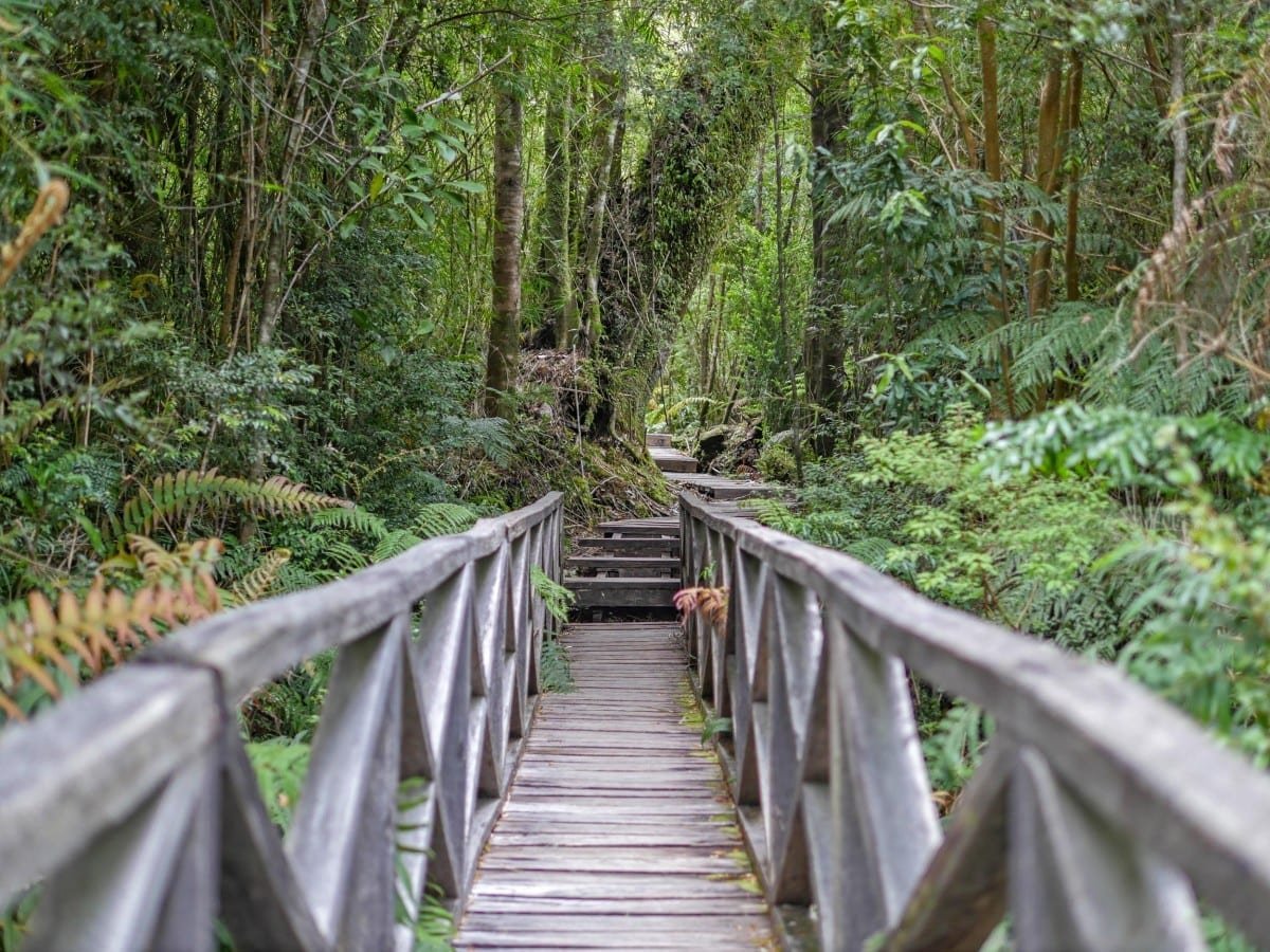Private-Travel-Chile-Aysen-229 Aged wooden foot bridge in the lush forest of Alerce Andino National Park in Chilean Patagonia