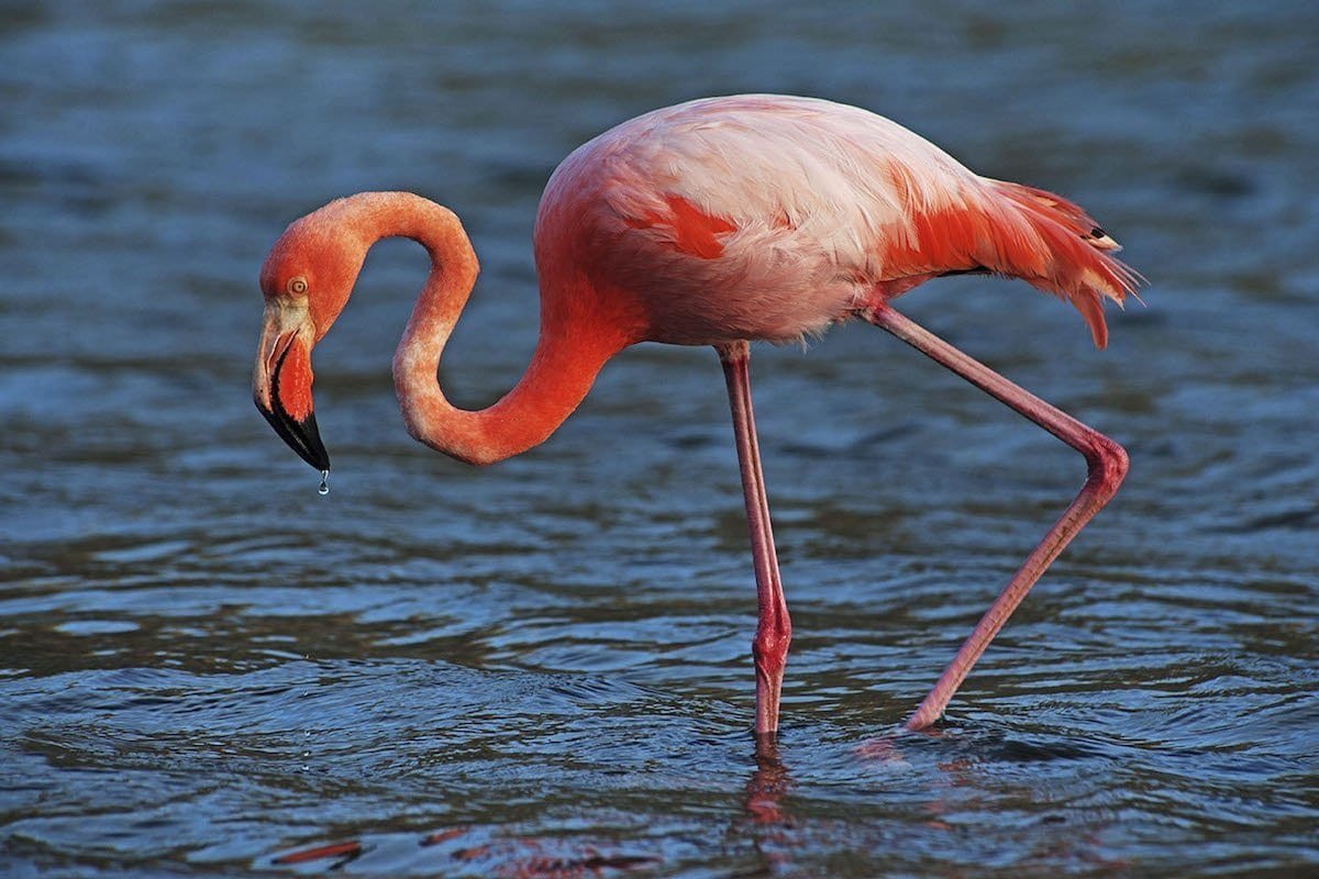 Pink-Flamingo-Galapagos-Island A pink flamingo wades in the water near the Galapagos Safari Camp.