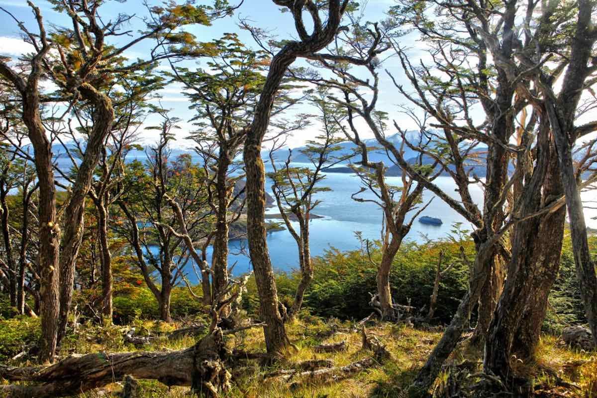 bosques-arriba-wulaia-Australis