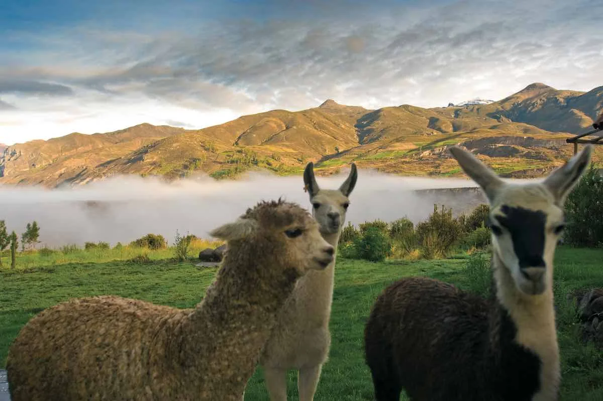 Belmond Colca Casitas