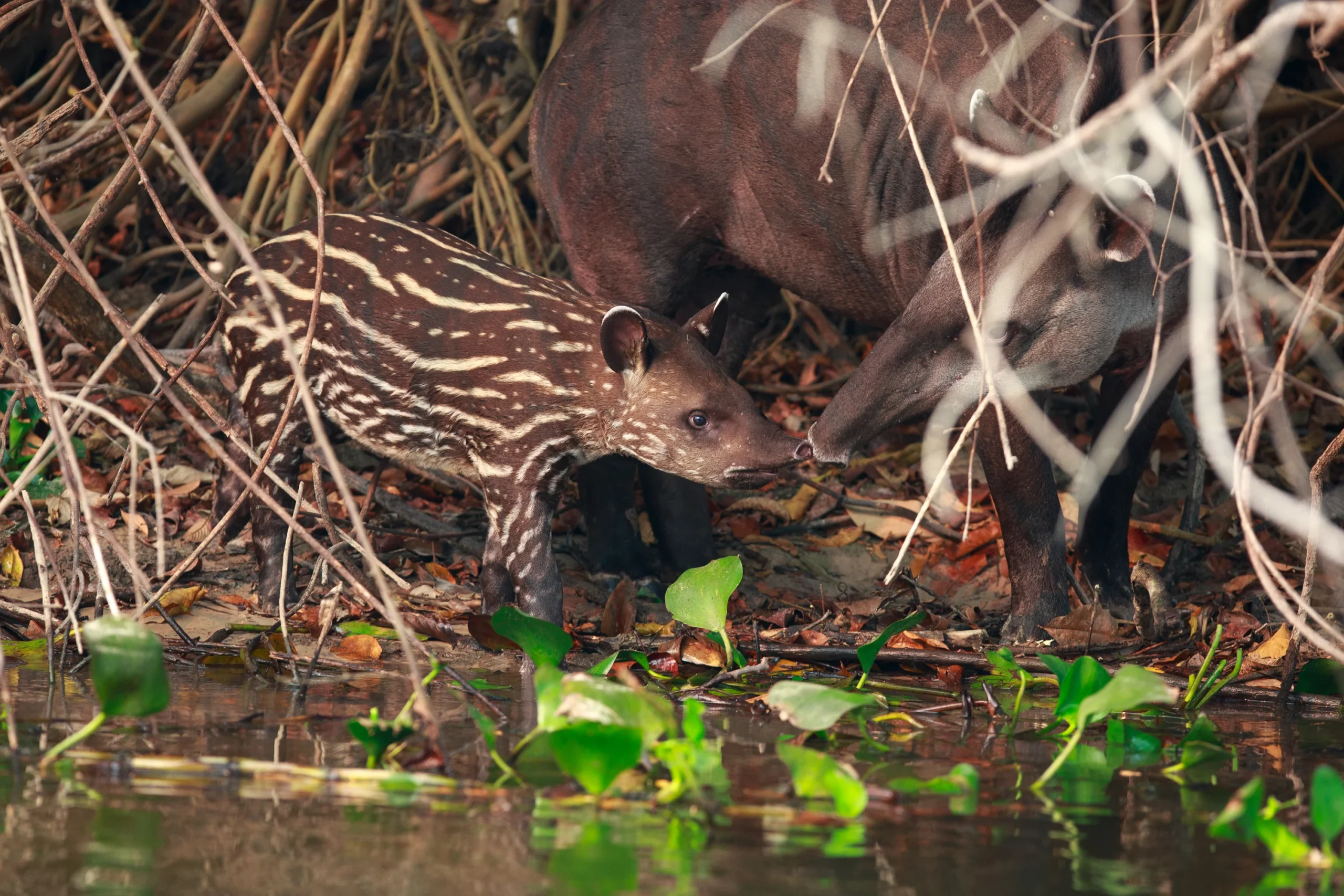 South american tapir with baby