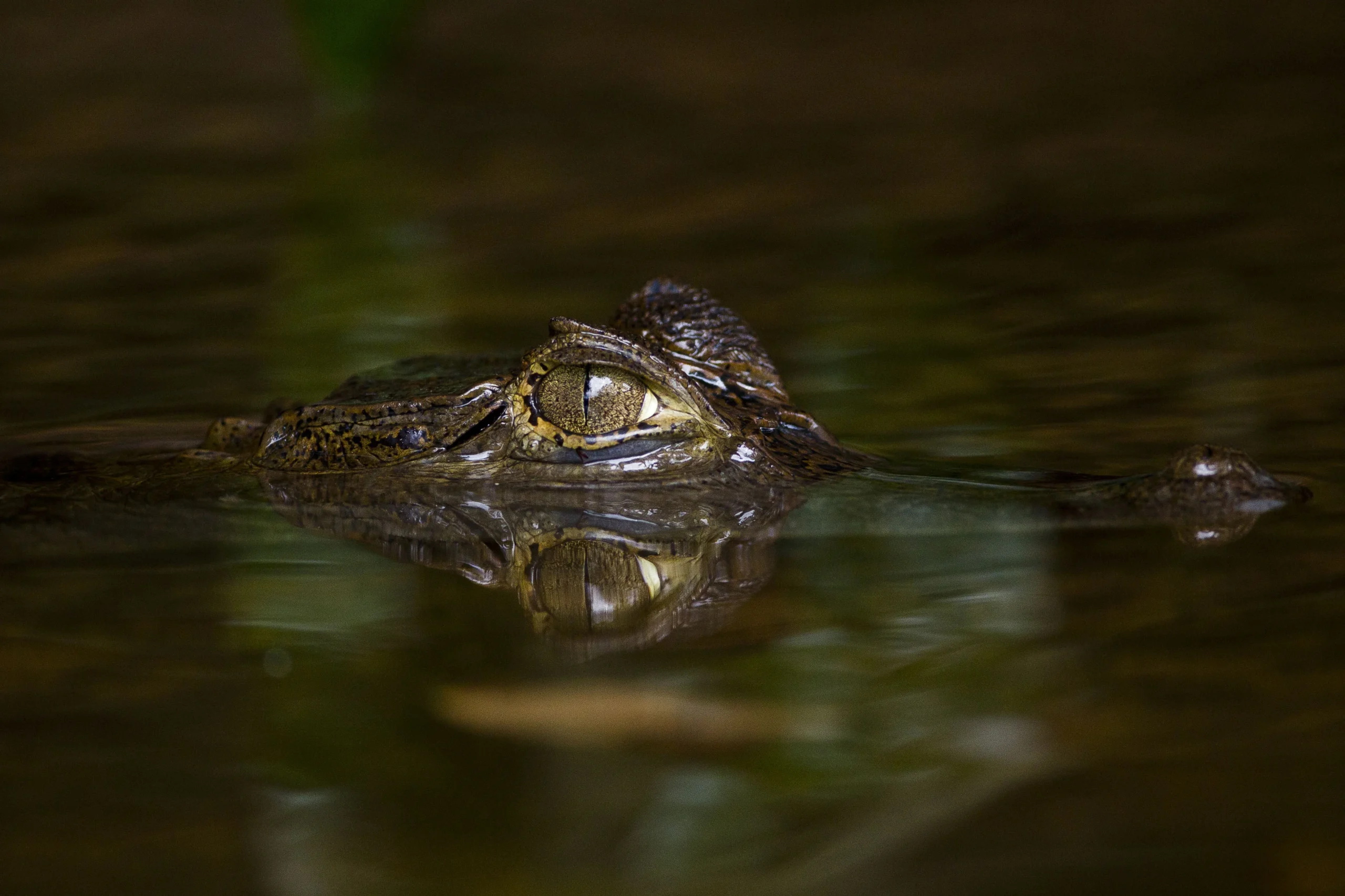 Spectacled Caiman