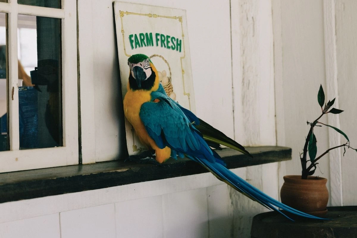 Wildlife
