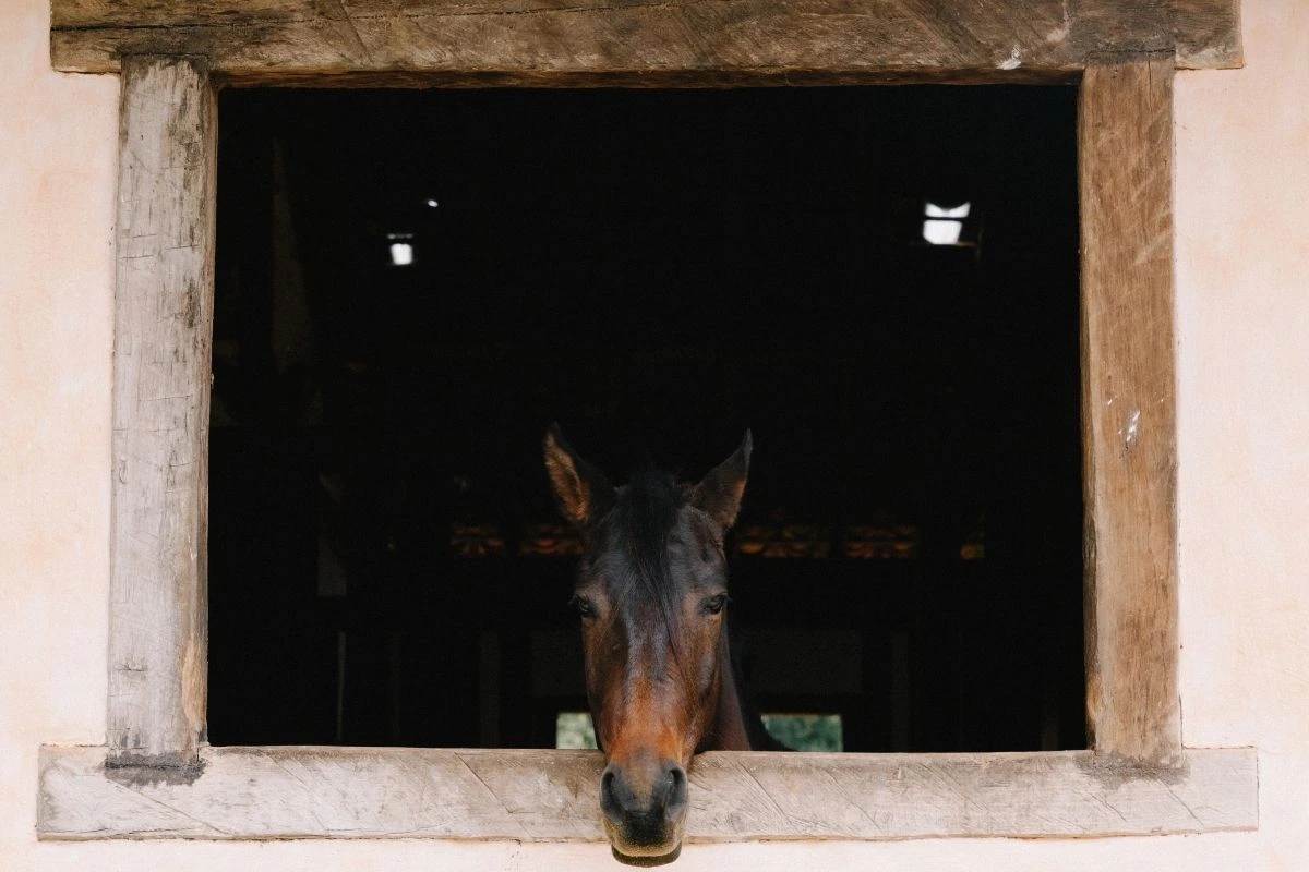 Horseback riding