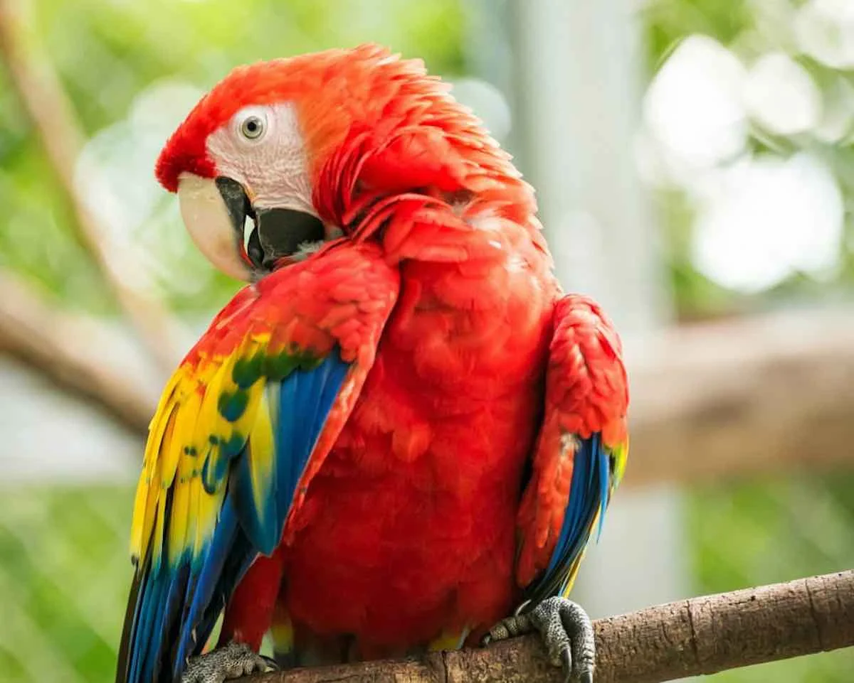 Macaws