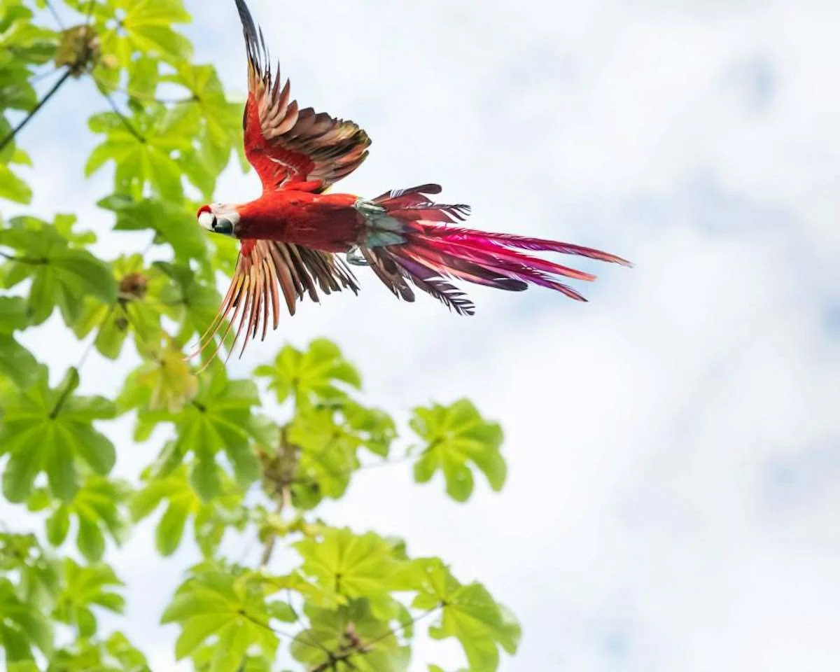 Macaw