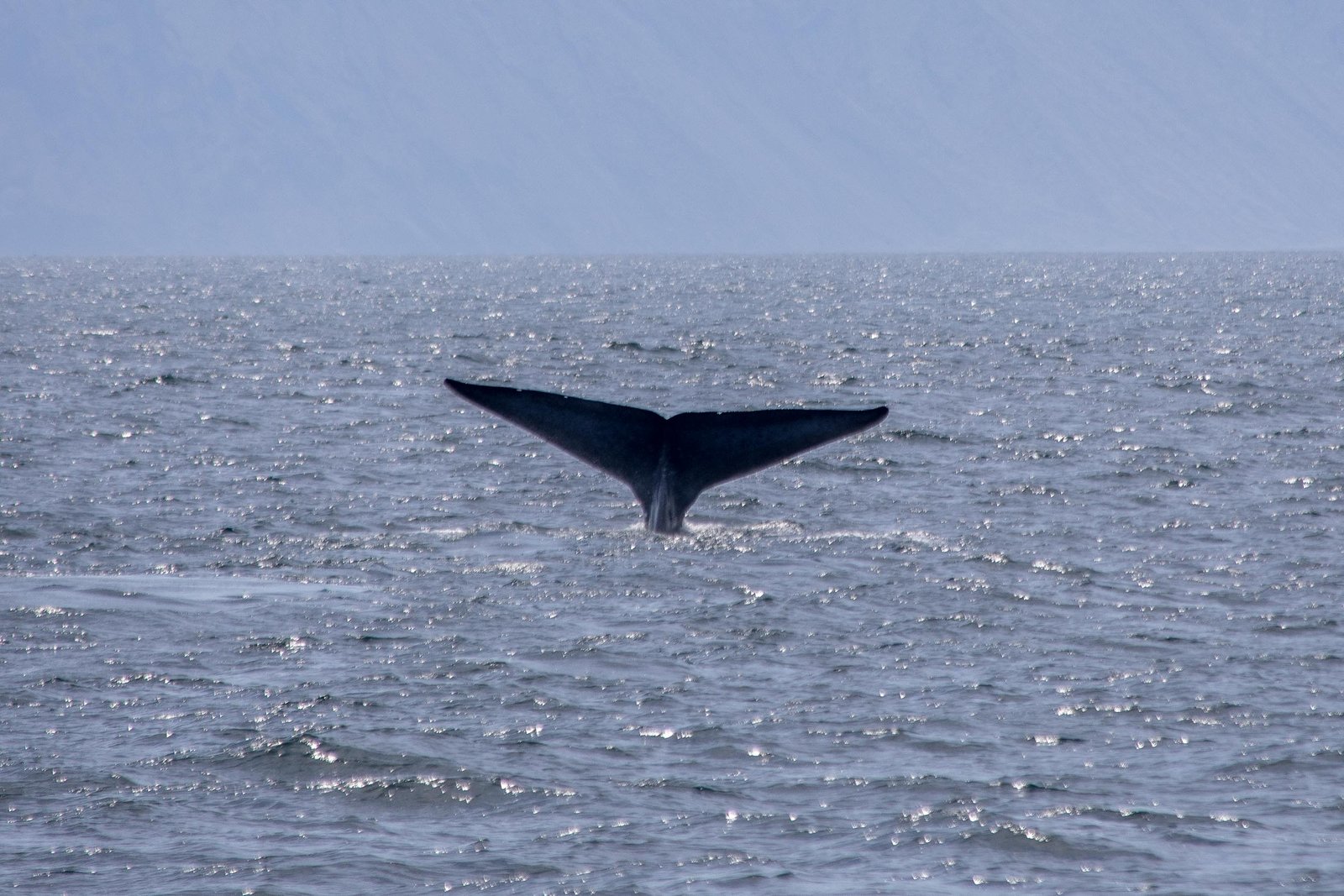 Landed-Travel-Ecuador-Galapagos-Isabela-Blue-Whale-4