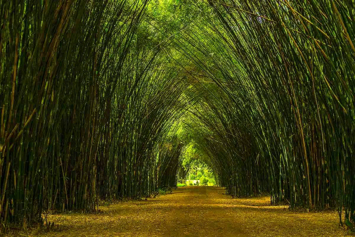 Bamboo Forest