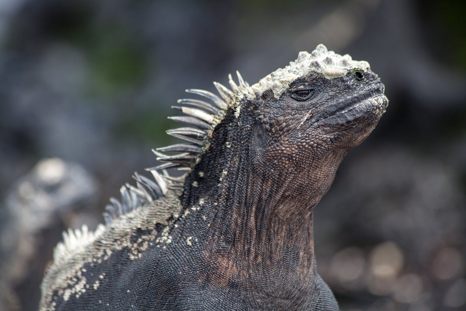 galapagos islands best cruise